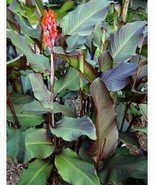Canna Indica Red Edible And Beatiful 1 Rhizome Fresh Garden Fast Shipping - €24,14 EUR