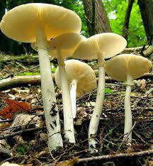 ornamental Mushrooms mix seeds-code 524 Item image 2