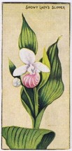 Cowan Co Toronto Card Snowy Lady&#39;s Slipper Wild Flowers Of Canada - £7.64 GBP