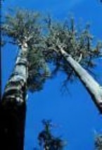 Eucalyptus Regnans Unique Tree 10 Seeds #GRG03 - $18.17