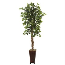 6.5’ Ficus with Decorative Planter - £136.80 GBP
