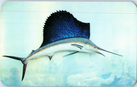 Sailfish The Greatest Sport Fish in Florida Postcard - £5.51 GBP