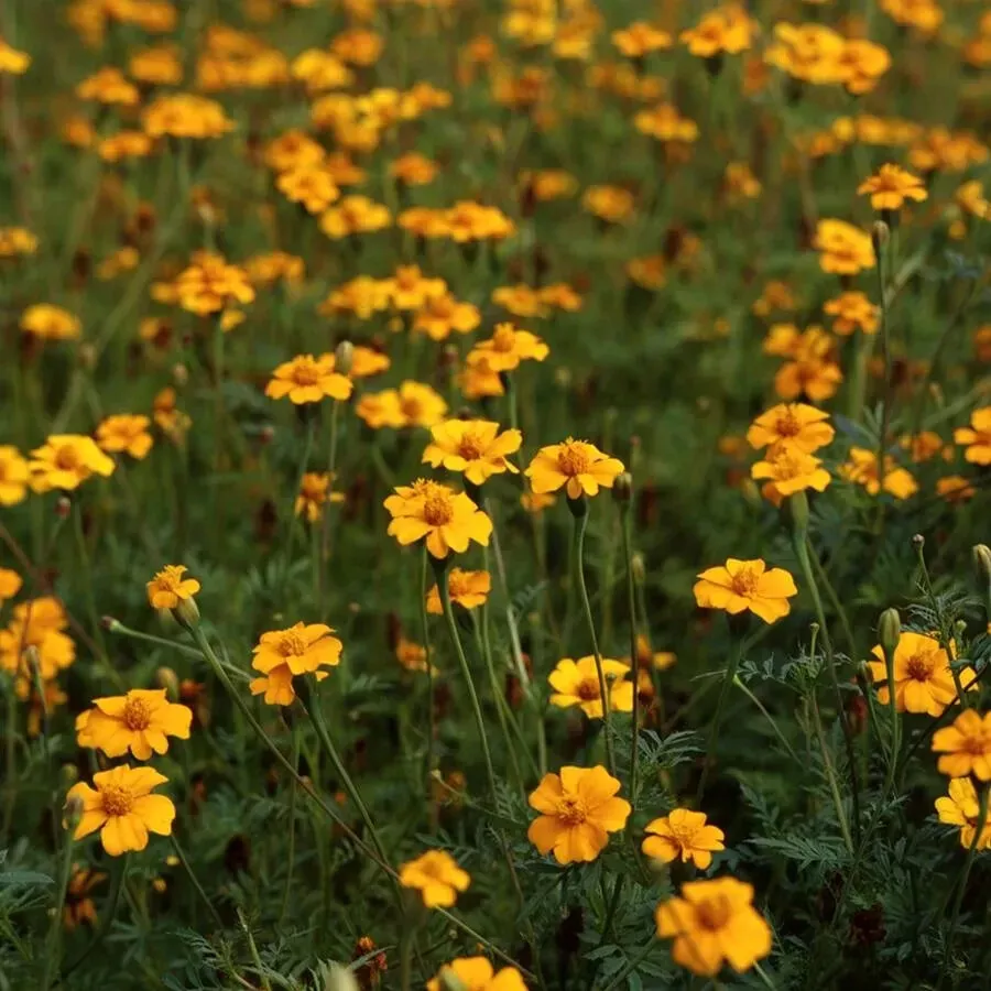 Golden Guardian Marigold 25 Seeds for Garden Planting USA - $9.50