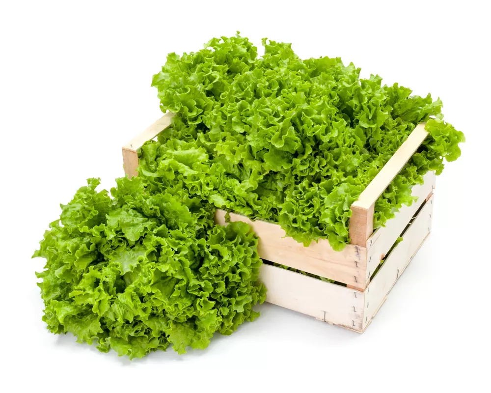 Rapids-lettuce Seeds 1000 Grand Non-Gmo - £2.91 GBP