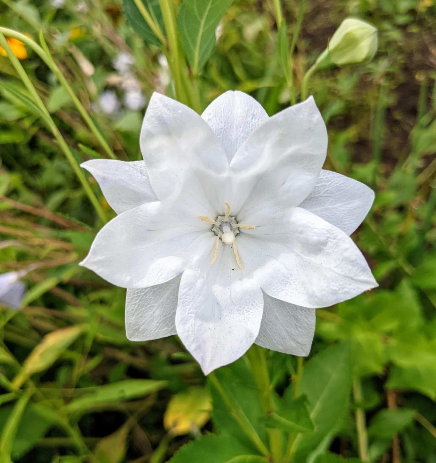 50+ &#39;Hakone White&#39; Balloon Flower Seeds - Chinese Bellflower Double Blooms - $7.88