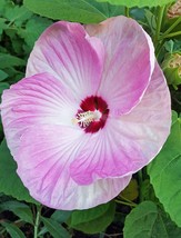 US Seller 10 Seeds Luna Pink Swirl Hardy Hibiscus Flower Fast Shipping - $23.99