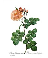 Botanical Print, Redoute Roses, Rosa Damascena aurora. 1978 reproduction... - £11.81 GBP