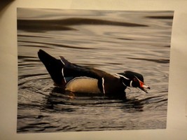 Wood Duck , 8x10 photo, Wildlife Photography by Christopher Mathein - $26.75