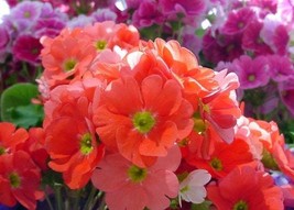 20 Primula Vulgaris Flower Seeds Bw91055 53 Fresh USA Shipping - $15.74