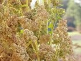 VP 50 Organic Mint Vanilla Quinoa Green &amp; White Chenopodium Vegetable Grain Seed - £3.36 GBP