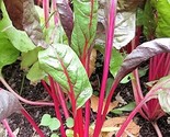 40 Pink Lipstick Swiss Chard Vegetable Seeds Perpetual Spinach Beta Vulg... - $16.00
