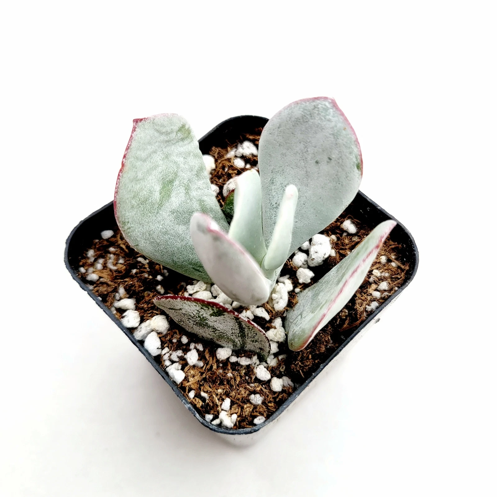 Cotyledon orbiculata - Pig&#39;s Ear Succulent Plant - $27.16