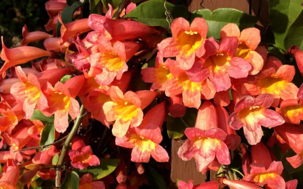 Bignonia &quot;Tangerine Beauty&quot; Crossvine Rooted Starter Plant Attracts Butterflies  - £33.17 GBP