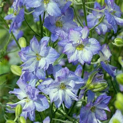 100 Seeds Delphinium Blue & White Larkspur Fast Annual Self Sow Flower - $9.81