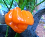20 Orange Scotch Bonnet Pepper Seeds  Hot Non Gmo Heirloom Fresh Fast Sh... - £7.22 GBP