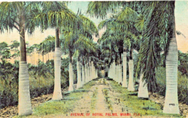 Miami Florida~Avenue Of Royal PALMS~1917 W H Chaille Postcard - £7.20 GBP