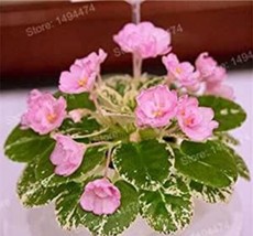 200 Seeds Mixed Color Mini Violet Plantas African Violet See Ed Mini Plants Viol - $12.73