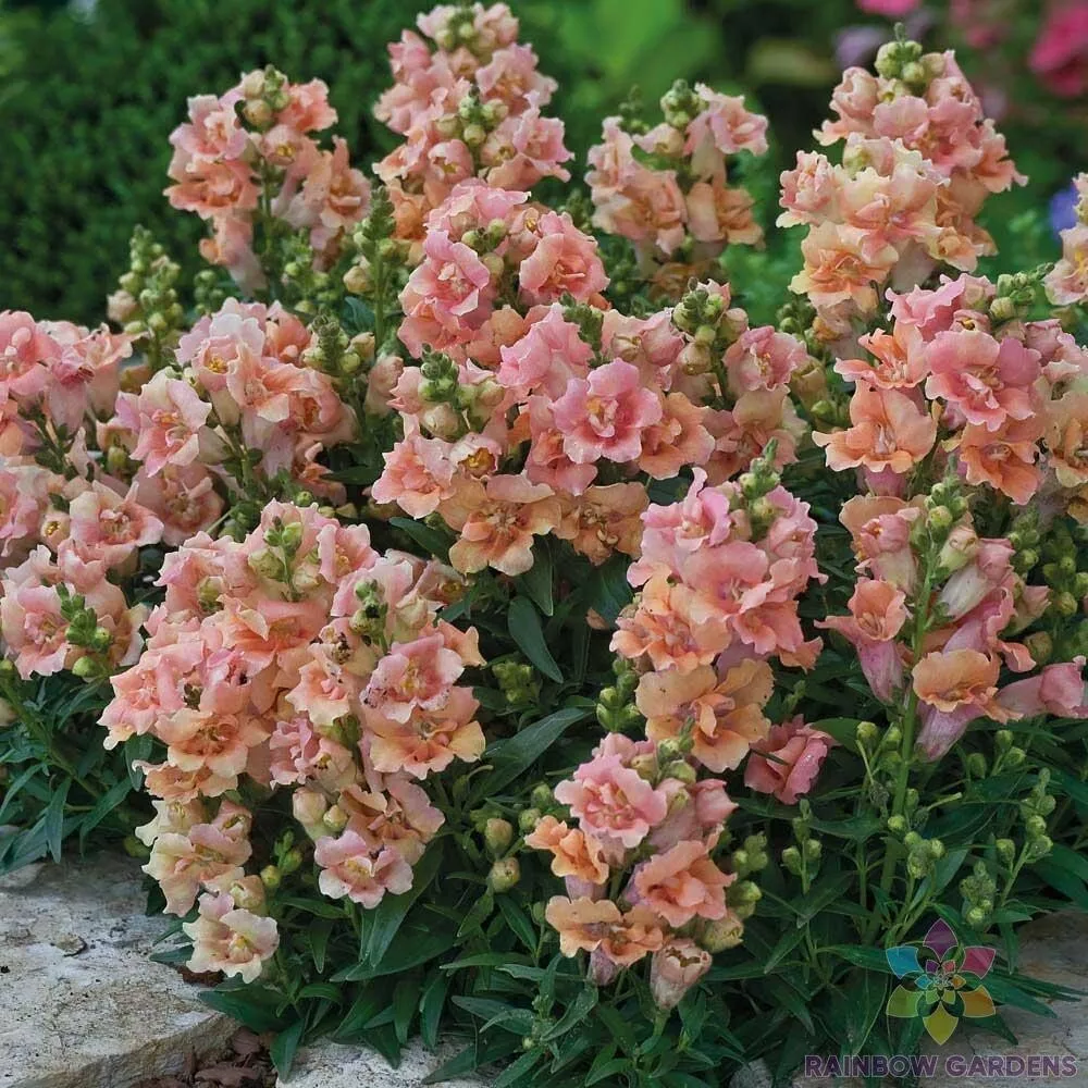 Semilir 1000 Twinny Peach Snapdragon Seeds Garden Planting Vegetable Sup... - $11.56