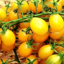 100 Texas Jalapeno Pepper Seeds Homegrown Vegetable Fruit Usa Organic Fr... - £10.96 GBP