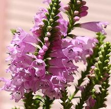 40 Rose Colored Obedient Plant False Dragon Seeds Flower Perennial - £14.35 GBP