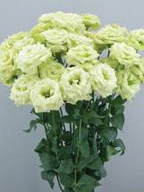 Eustoma, Colors Opitional - $10.00