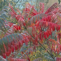 Rhus Typhina Staghorn Sumac Velvet Sumac Tiger Eyes 10 Seeds Seeds Fresh... - $20.80