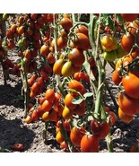 20 Seeds of Black Dragon Tomato / Solanum lycopersicum - £23.12 GBP