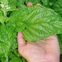 200Herb Italian Large Leaf Basil Seeds Gardening Fresh USA Seller - £8.79 GBP