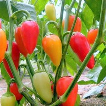 Santa Fe Grande Pepper Seeds Hot Organic US Fast Shipping - $1.98