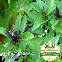 Fresh 500 Anise Basil Seeds Heirloom Vegetable &amp; Herb Garden Seeds Arto - £7.06 GBP