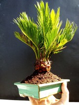 Cycas revoluta / Japanese sago palm - 8 year old plant - $74.55