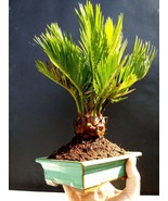 Cycas revoluta / Japanese sago palm - 8 year old plant - £58.72 GBP