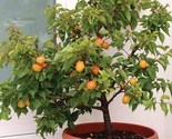 Dwarf Apricot TreePrunus ArmeniacaOrganic 5 Pre Stratified Seeds - $13.98