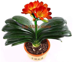 Clivia Bonsai, Indoor Seed Home Garden vase Four Seasons Flowers Seed 50... - £21.62 GBP