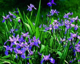 20 Pc Seeds Iris Versicolor Plant, Dagger Flower Seeds for Planting | RK - £20.14 GBP