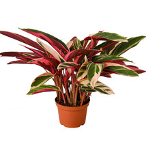 6&quot; Pot - Stromanthe Triostar - Houseplant - Living Room - Garden - FREE ... - $76.99