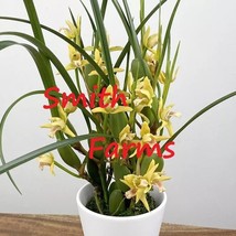 SL 15+ Seeds Yellow Coconut Orchid Yamada House Plant- Garden- Flowers - £3.47 GBP