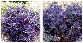 300 Purple Fireburst: Ornamental Pepper Seeds for Planting INTERNATIONAL SHIP - $21.99