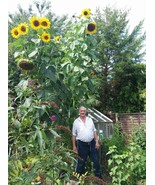 Grow In US 25  King Kong Sunflower Seeds / Largest &amp; Tallest Multi Heade... - £7.69 GBP