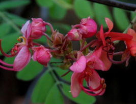 10 Pc Seeds Ceylon Senna Flower, Cassia Roxburghii Seeds for Planting | RK - £20.14 GBP