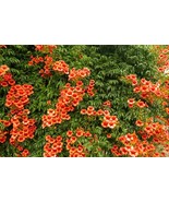 25 Hummingbird Trumpet Creeper Vine Campsis Radicans Heirloom Seeds - $13.00