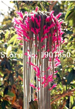 100 Seeds Climbing Plant Echinopsis Tubiflora Flowering Cactus Bonsai Plant Flow - £8.64 GBP