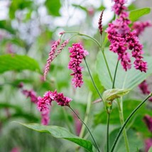 Kiss Me Over The Gate Seeds Polygonum Orientale 20 Seeds Usa Fast Shipping - £13.39 GBP