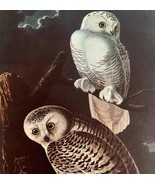 Snowy Owl Bird 1946 Color Art Print John James Audubon Nature DWV2F - €34,48 EUR