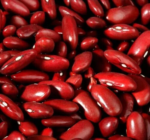 Dark Red Kidney Bush Bean 7 Seeds Baked Beans And Chili Non Gmo Fresh Garden - £7.08 GBP