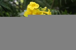 Tecoma Stans Yellow Tecoma Bulk Seeds 25 Garden - £7.17 GBP