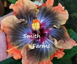 Item image 1 image 1