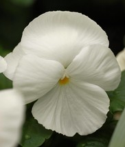 50 White Pansy Clear Crystals Violet Viola Wittrockiana Flower Seeds Gar... - $12.00