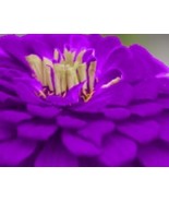 35 SEEDS PURPLE PRINCE ZINNIA ELEGANS FLOWER HEIRLOOM SEEDS SWIFT BLOOM ... - $8.35