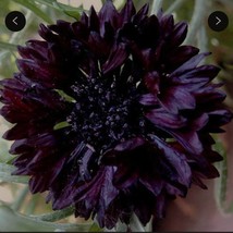 New Tall Double Ball Black Cornflower (Centaurea Cyanus - 50 Seeds Fresh Garden  - $8.58